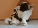 havanese puppies