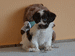 havanese puppies