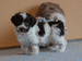 havanese puppies
