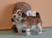 havanese puppies