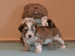 havanese puppies