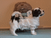 havanese puppies