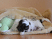 havanese puppies