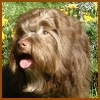 Dandy Daisy Warrior Choo Choo, chocolate havanese male