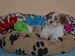 havanese puppies