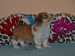 havanese puppies