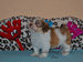 havanese puppies