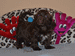 havanese puppies