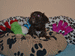 havanese puppies