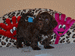 havanese puppies