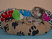 havanese puppies