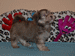 havanese puppies