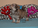 havanese puppies