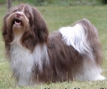 Bichon Havanese chocolate colored beautiful Female, Brittany