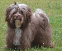 Happy Paws Choco Boy, wonderful chocolate male