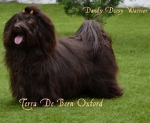Terra De Bern Oxford, wonderful chocolate male